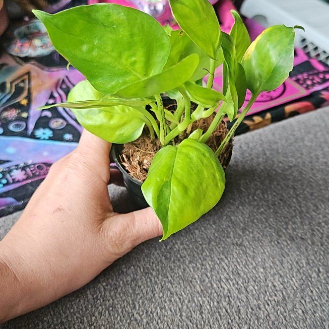 Photo of the plant species Pothos by @StAyTrIpPy named Neon joy on Greg, the plant care app
