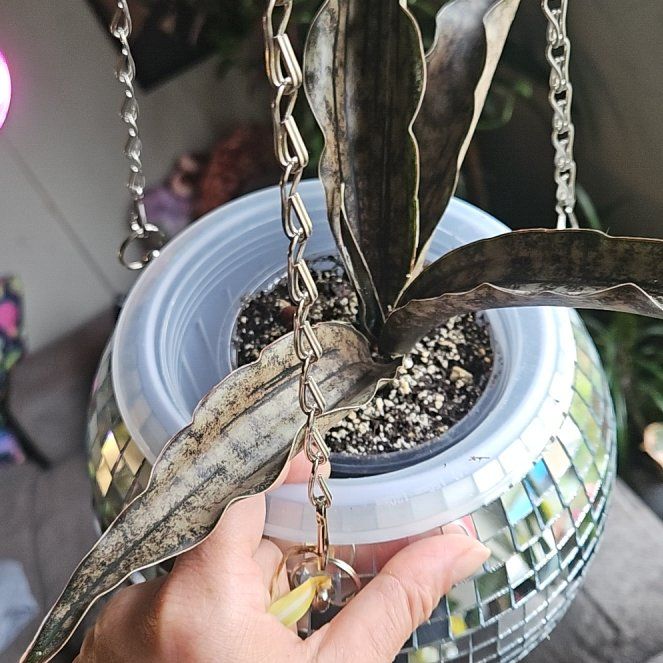 Photo of the plant species Sansevieria Kirkii Coppertone by @StAyTrIpPy named Coppertone on Greg, the plant care app