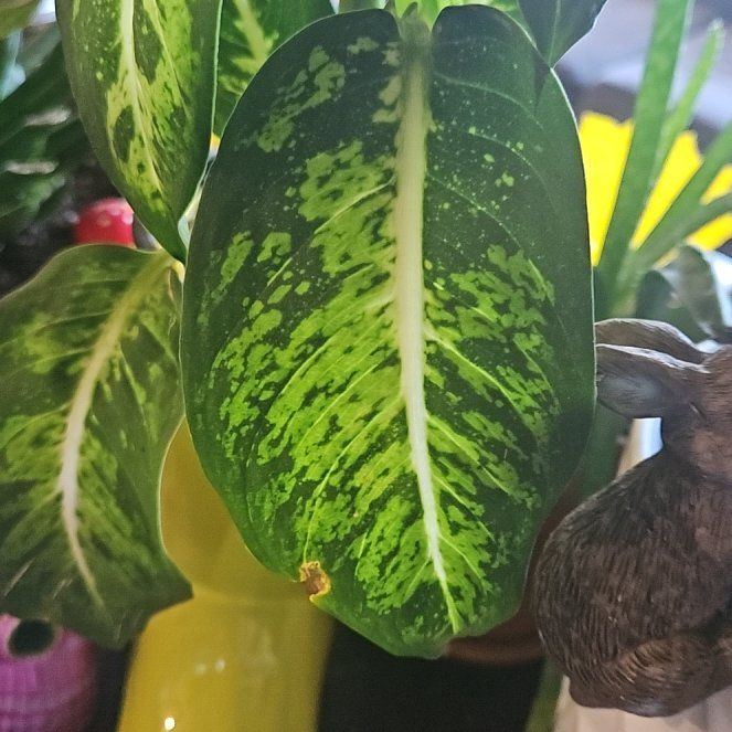 Photo of the plant species Dieffenbachia 'Sublime' by @StAyTrIpPy named ChloroPhil on Greg, the plant care app
