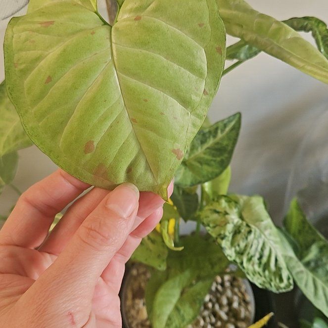 Photo of the plant species Milk Confetti by @StAyTrIpPy named Mochi on Greg, the plant care app