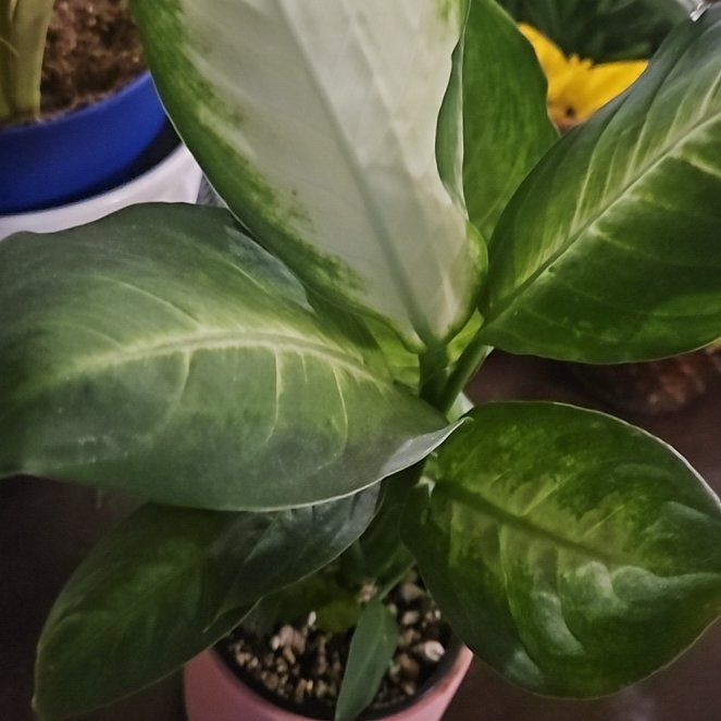 Photo of the plant species Dieffenbachia 'Honeydew' by @StAyTrIpPy named Rainier on Greg, the plant care app