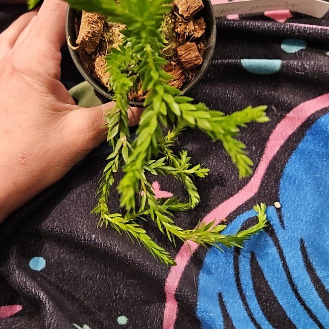 Photo of the plant species Huperzia taxifolia by @StAyTrIpPy named Satin triangle on Greg, the plant care app