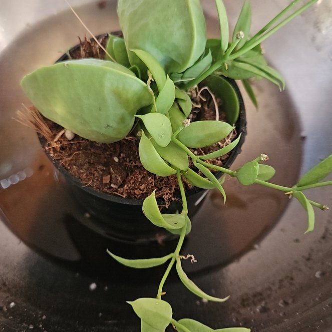 Photo of the plant species Ant Plant by @StAyTrIpPy named Aristotle on Greg, the plant care app