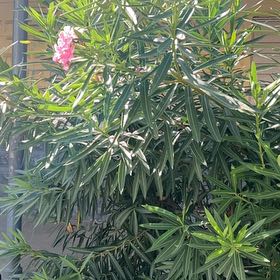 Photo of the plant species Oleander by @FineCrowgarlic named Sproutacus on Greg, the plant care app