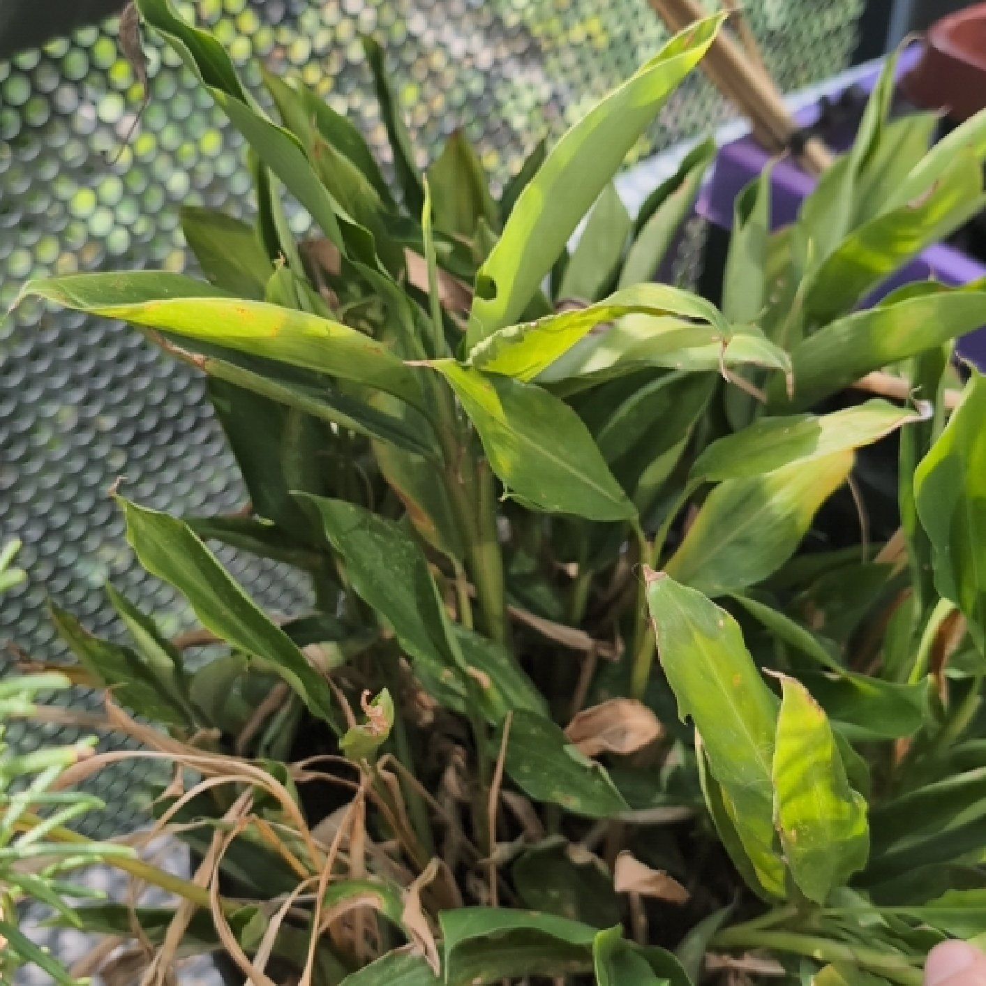 Photo of the plant species Elettaria Cardamomum by @SticksWithPicks named Anne on Greg, the plant care app
