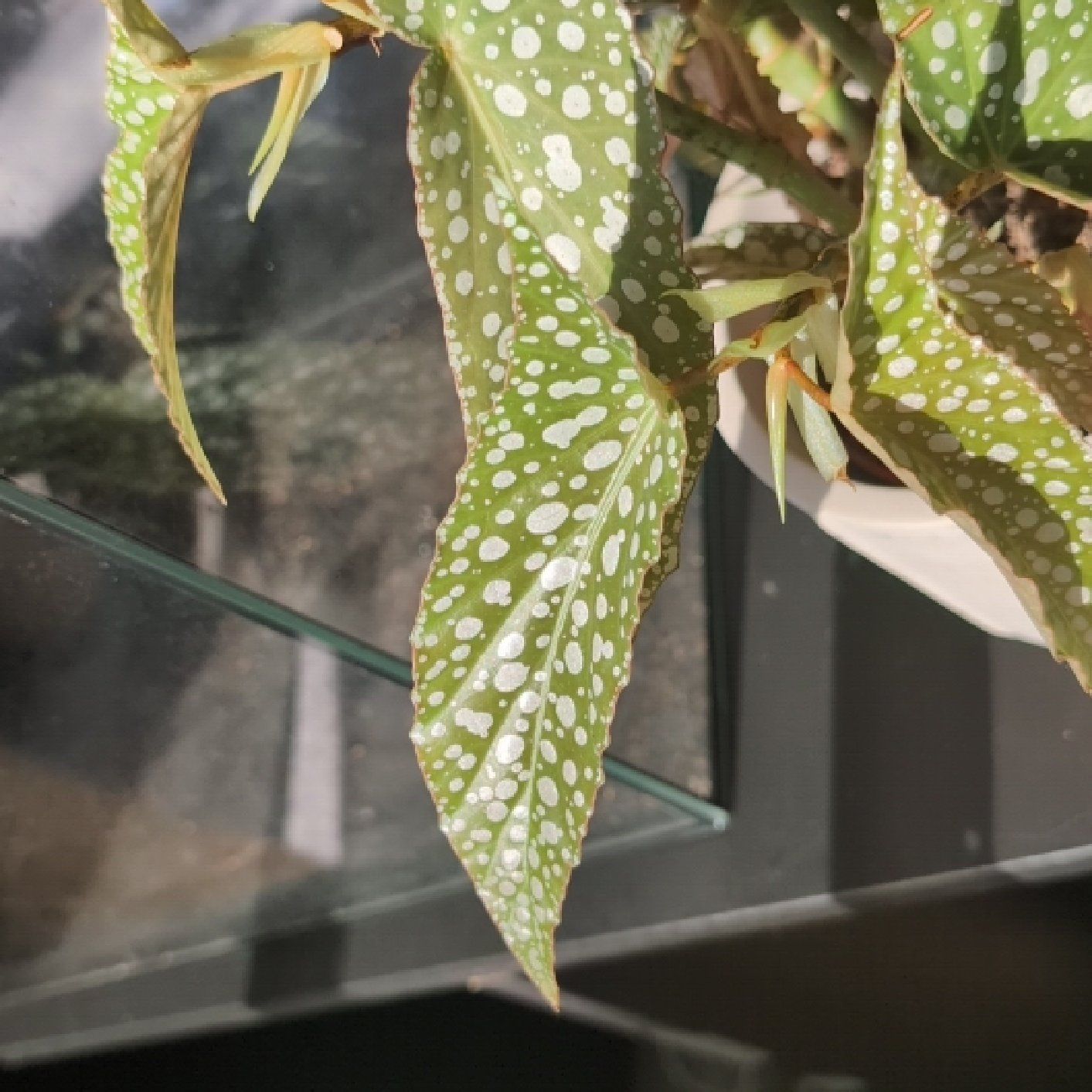 Photo of the plant species Double Dot by @SticksWithPicks named Bella on Greg, the plant care app