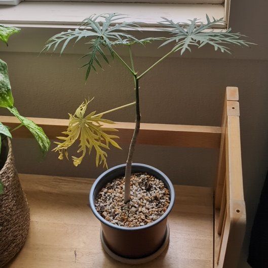 Photo of the plant species Jatropha multifida by @JazzedBanksrose named Ulysses S Plant on Greg, the plant care app