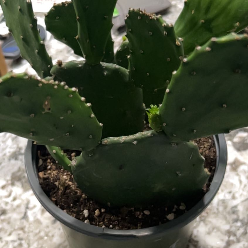 Photo of the plant species Opuntia 'Emerald Wave' by @HelpfulFrogbit named Bella on Greg, the plant care app
