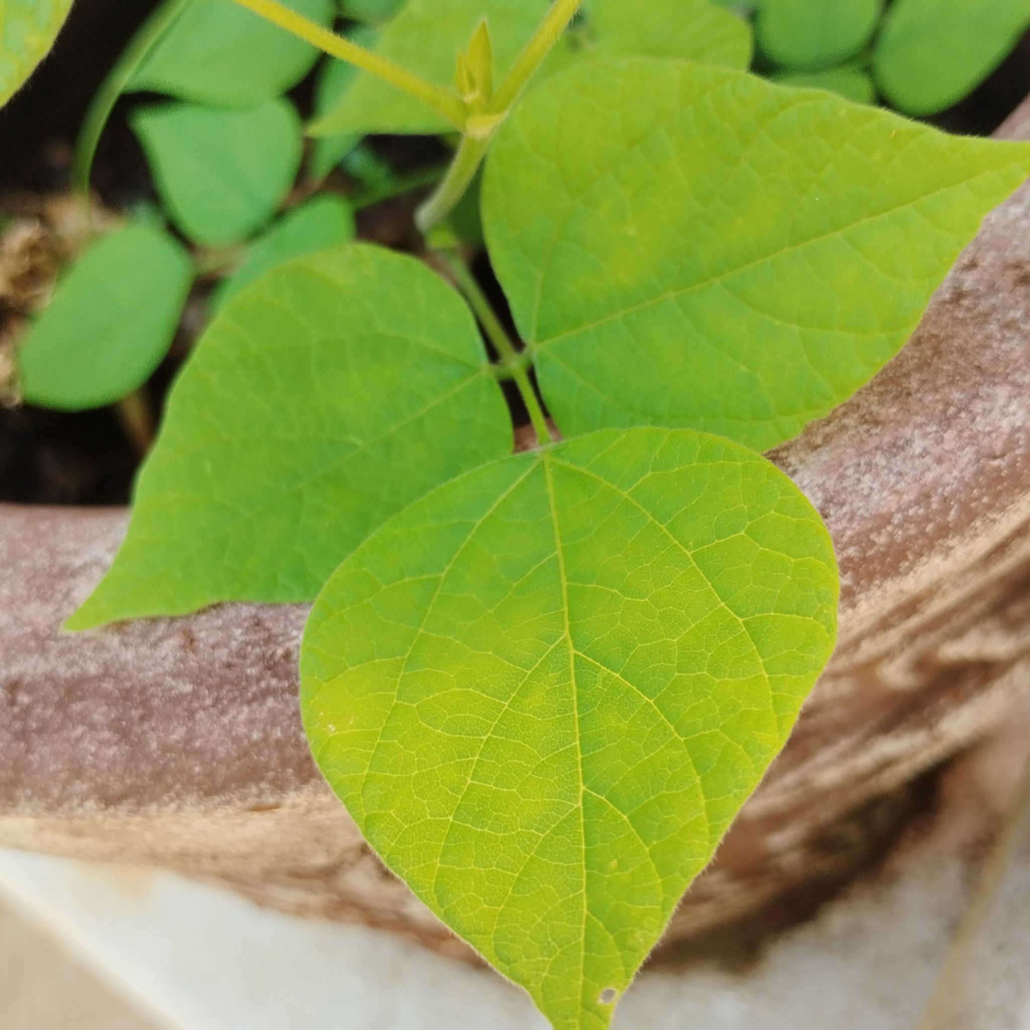 Photo of the plant species American Hogpeanut by @OpenlyRedmambo named Zion on Greg, the plant care app