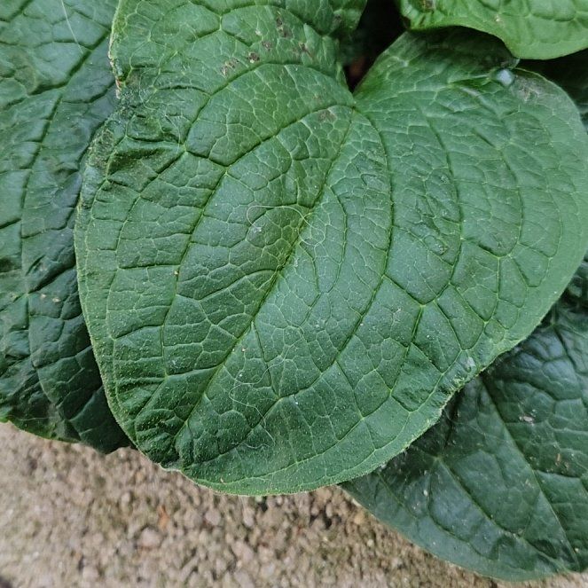 Photo of the plant species Black Bryony by @TopSpiralgrass named Leaf Erickson on Greg, the plant care app