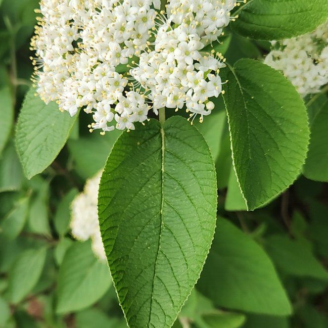 Photo of the plant species Wayfaring Tree Viburnum by @TopSpiralgrass named Huckleberry Fern on Greg, the plant care app