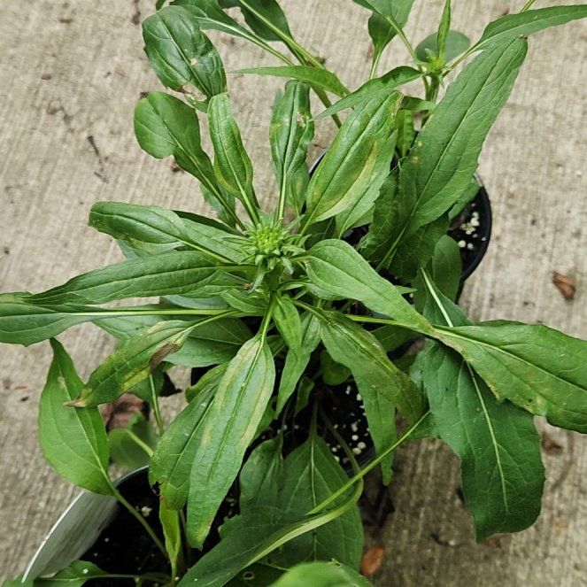 Photo of the plant species Purple Coneflower by @TopSpiralgrass named Sherlock on Greg, the plant care app