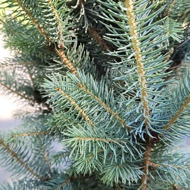 Photo of the plant species Blue Spruce by @TopSpiralgrass named Dax on Greg, the plant care app