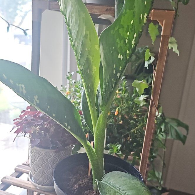 Photo of the plant species Diffenbachia Crocodile by @HeyPeter named Tick Tock on Greg, the plant care app