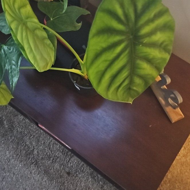 Photo of the plant species Alocasia Green Shield by @HeyPeter named Planty on Greg, the plant care app
