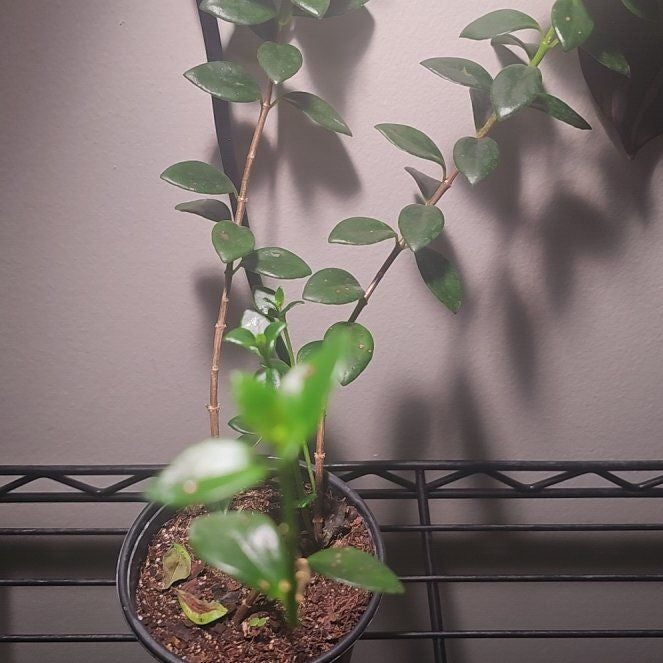 Photo of the plant species Candy Corn Vine by @HeyPeter named Maya on Greg, the plant care app