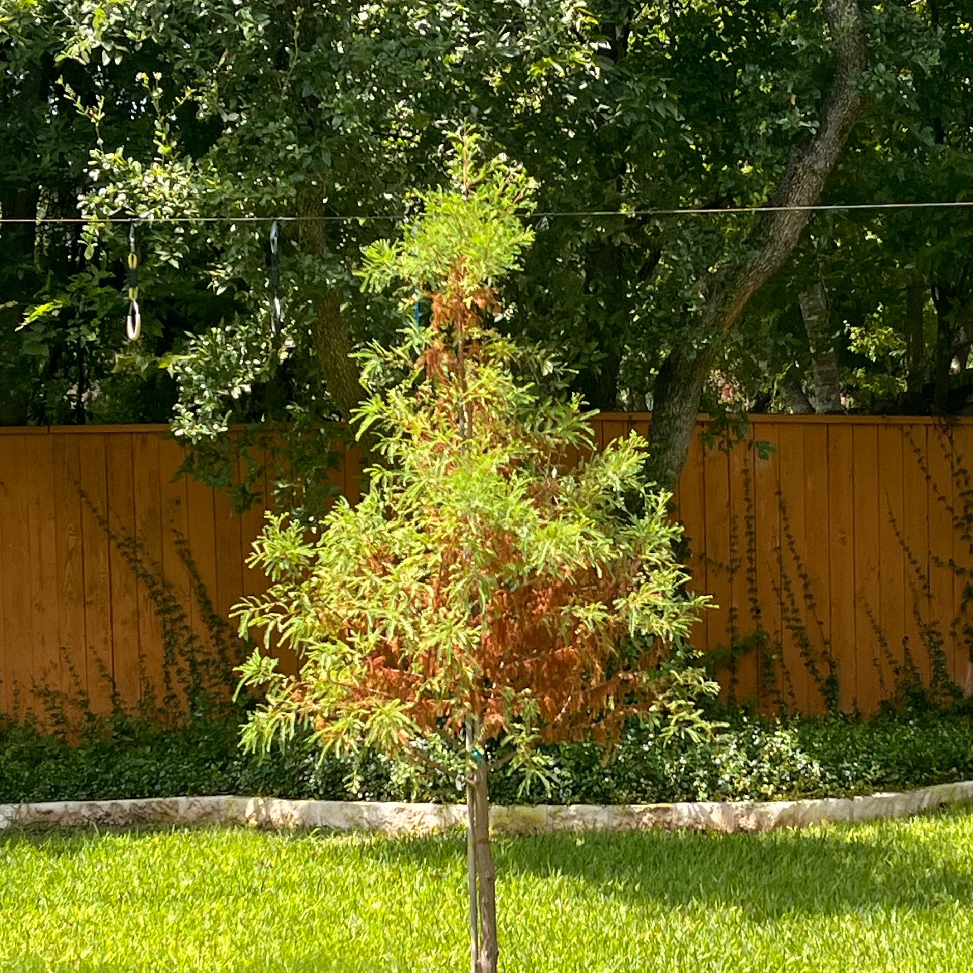 Photo of the plant species Mexican Cypress by @DoughtyColeus named Spike Leaves on Greg, the plant care app