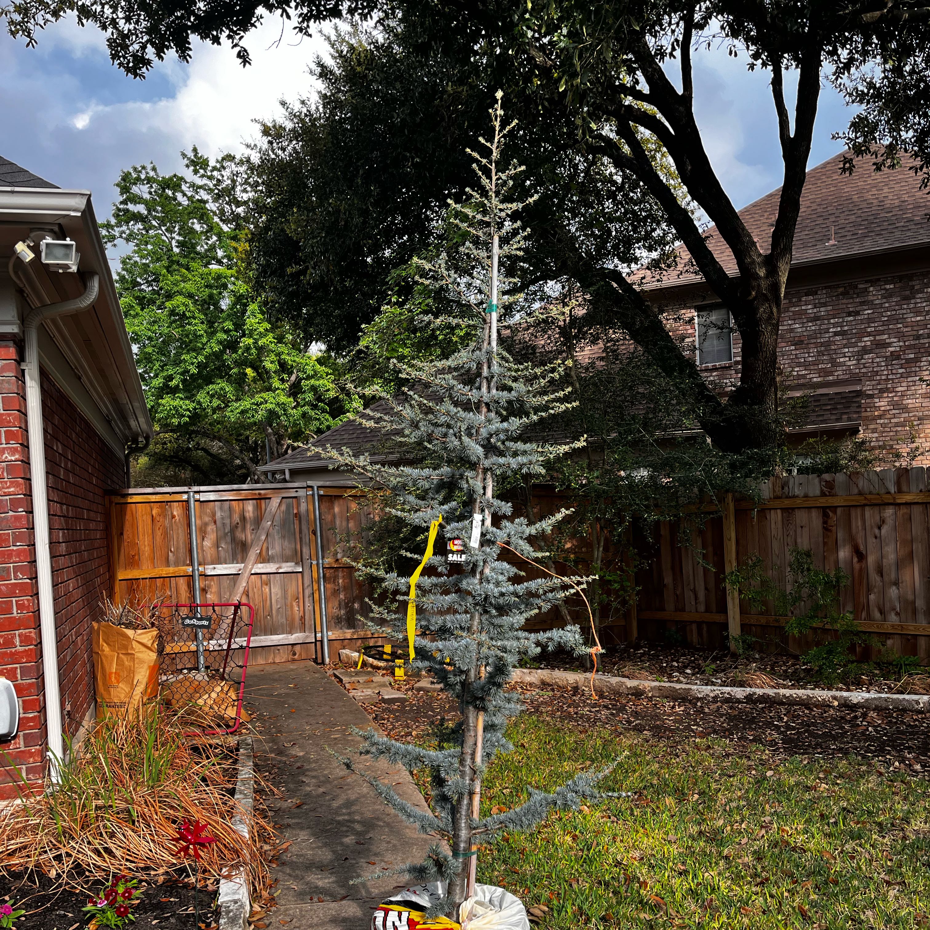 Photo of the plant species Blue Atlas Cedar by @DoughtyColeus named Dax on Greg, the plant care app