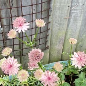 Photo of the plant species Greater Masterwort by @PoliteSagopalm named Elle on Greg, the plant care app