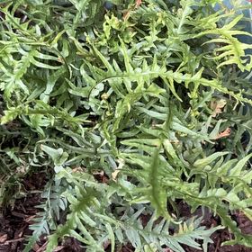 Photo of the plant species Common Polypody by @PoliteSagopalm named Anne on Greg, the plant care app