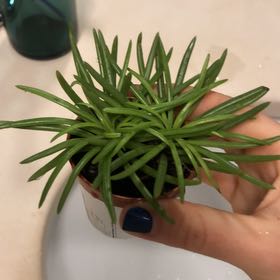 Photo of the plant species Senecio Himalaya by @SirStripedmaple named Spike Leaves on Greg, the plant care app