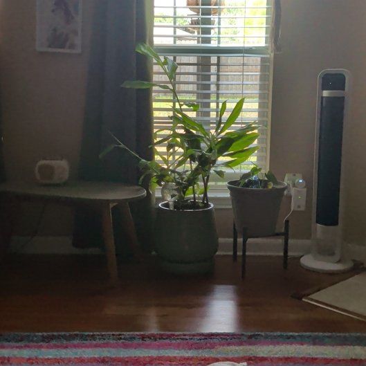 Photo of the plant species Bitter Ginger by @SteadySeaspurge named Sir Plancelot on Greg, the plant care app