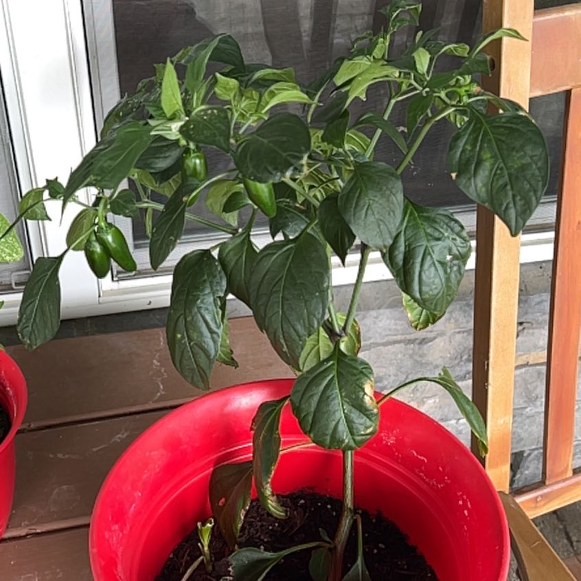 Jalapeno