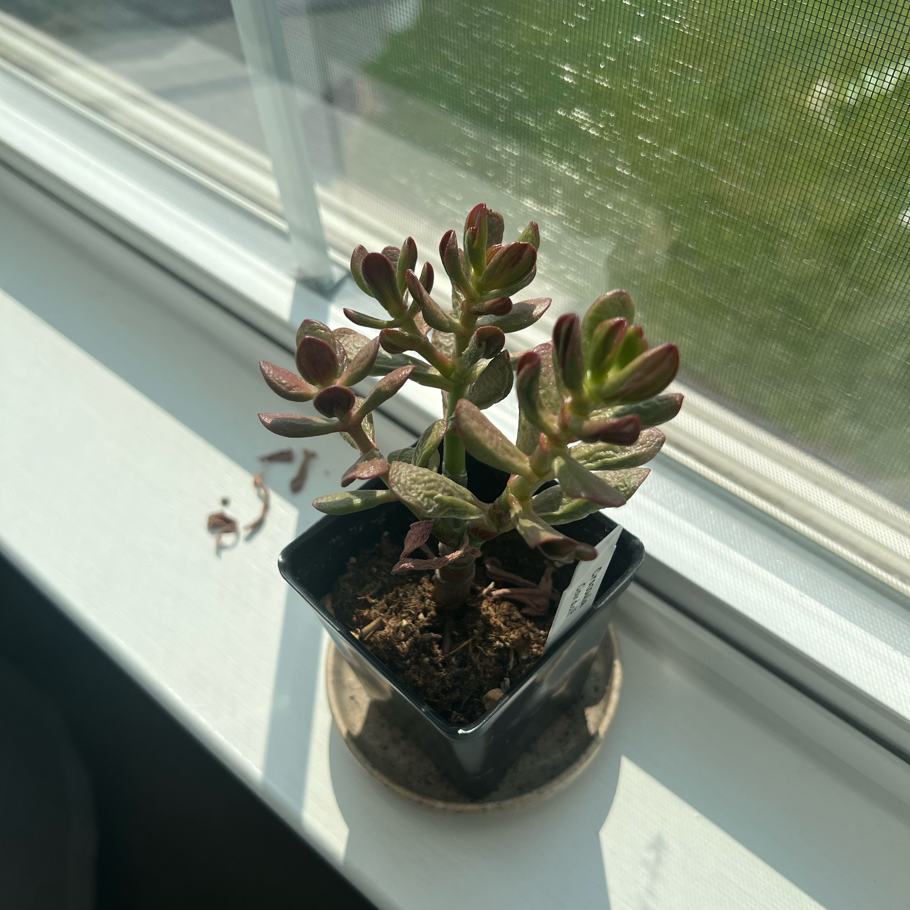 Photo of the plant species Gandalf Jade by @AffluentComet named lil lady on Greg, the plant care app