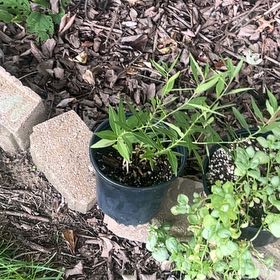 Photo of the plant species Blue Star Creeper by @KeySpinymadwort named Homer on Greg, the plant care app