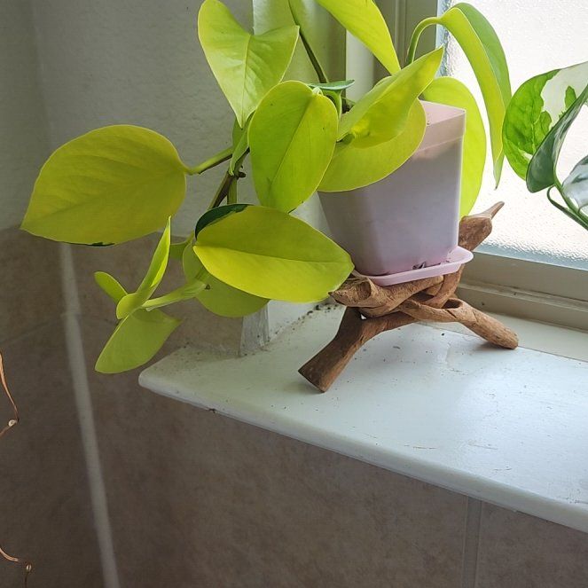 Photo of the plant species Variegated Neon Pothos by @Nonsensicalstef named Osmo on Greg, the plant care app