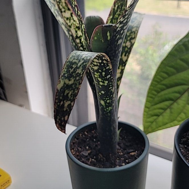 Photo of the plant species Billbergia Casa Blanca by @RichlyGianttaro named Toothless on Greg, the plant care app