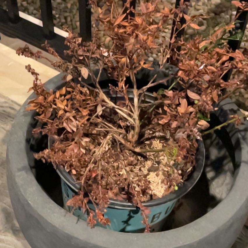 Photo of the plant species Sunshine Blueberry by @RoundMuskmallow named Forrest on Greg, the plant care app
