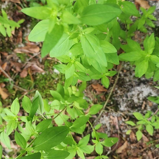 Photo of the plant species American Pennyroyal by @BullishDamiana named Harper on Greg, the plant care app
