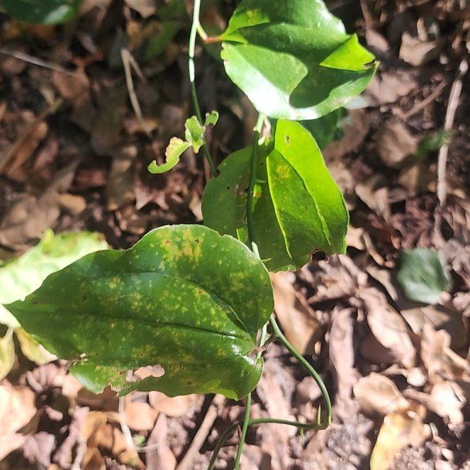 Photo of the plant species Roundleaf Greenbrier by @BullishDamiana named Fernie Mercury on Greg, the plant care app