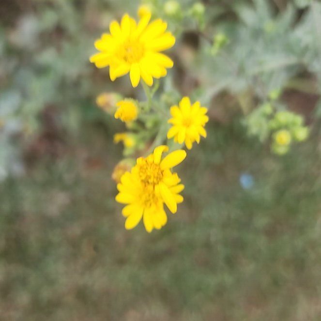 Photo of the plant species Hartweg's Pricklyleaf by @BullishDamiana named Muhammad Ali on Greg, the plant care app