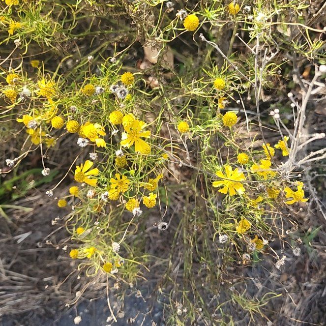 Photo of the plant species American Sneezeweed by @BullishDamiana named Homer on Greg, the plant care app