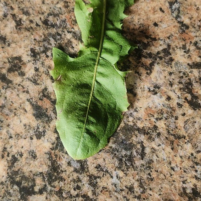Photo of the plant species Rock Dandelion by @BullishDamiana named Denali on Greg, the plant care app