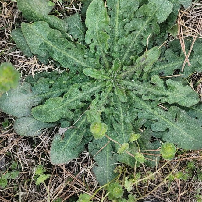 Photo of the plant species Cat's Ear by @BullishDamiana named Bieber on Greg, the plant care app