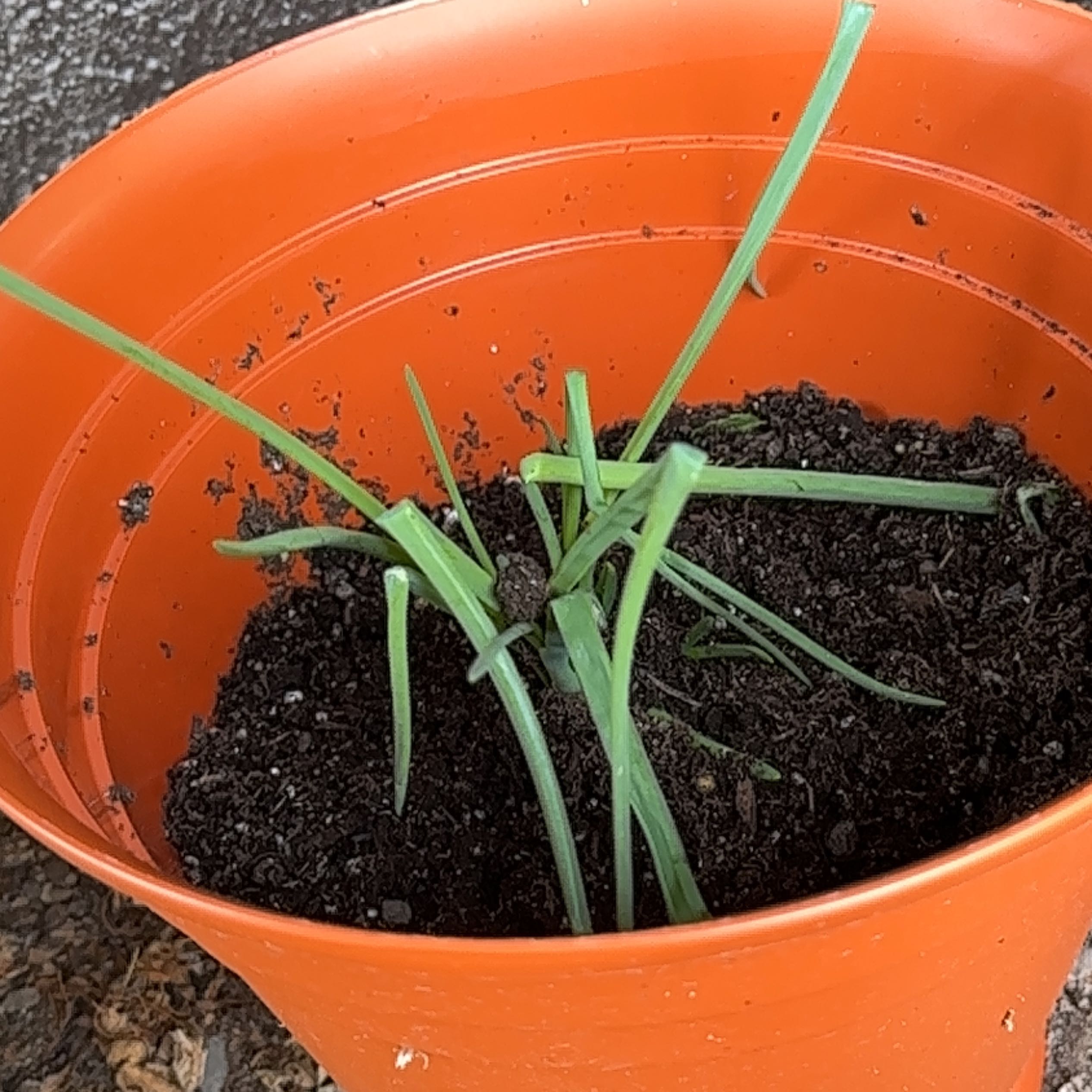 Photo of the plant species Small Yellow Onion by @SubtleAnchistea named Taylor Swift on Greg, the plant care app