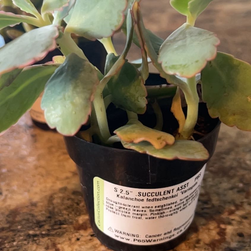 Photo of the plant species Tricolor Lavender Scallops by @FestalZucchini named LiloStitch on Greg, the plant care app