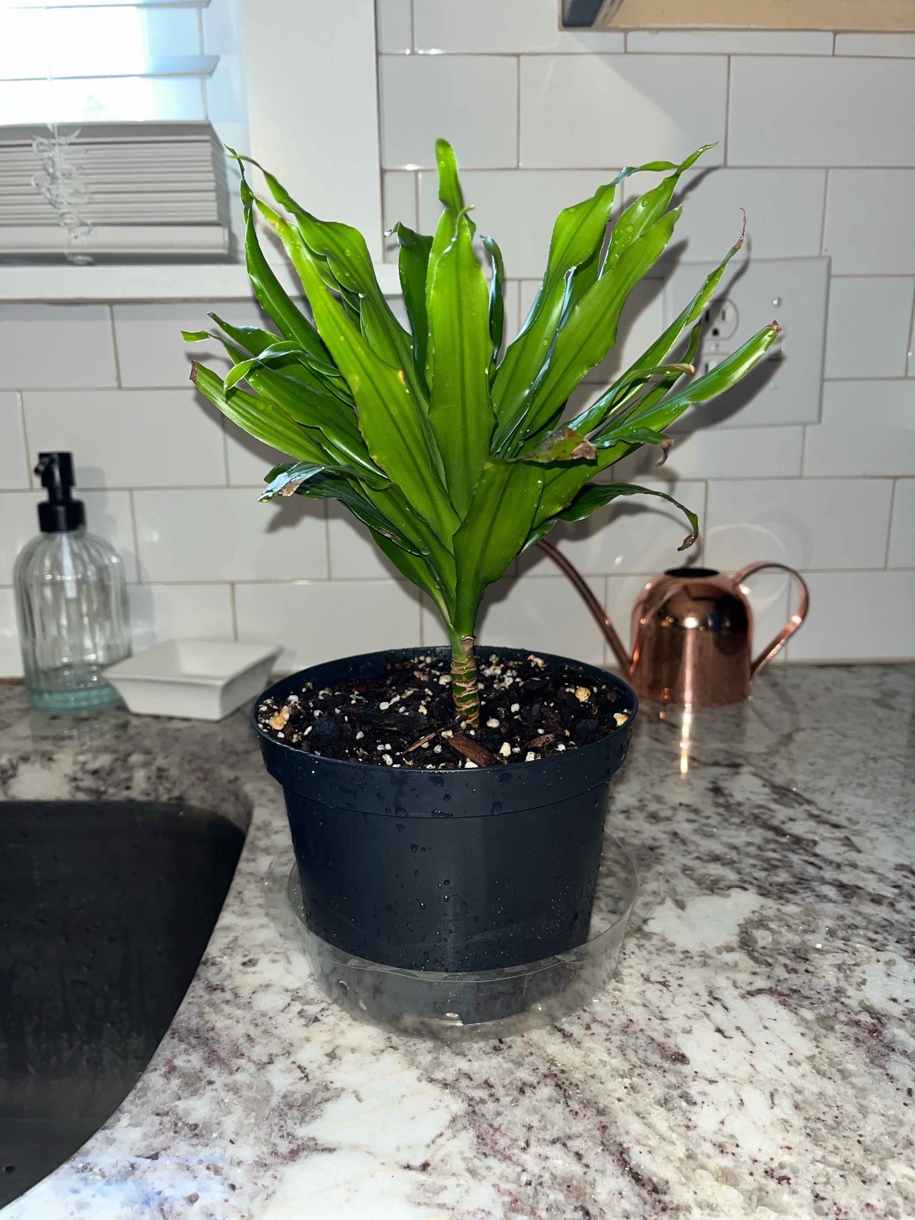 Photo of the plant species Dracaena 'Janet Craig Compacta' by @MisfitYogiMom named Dracaena Compacta ‘Janet Craig’ on Greg, the plant care app