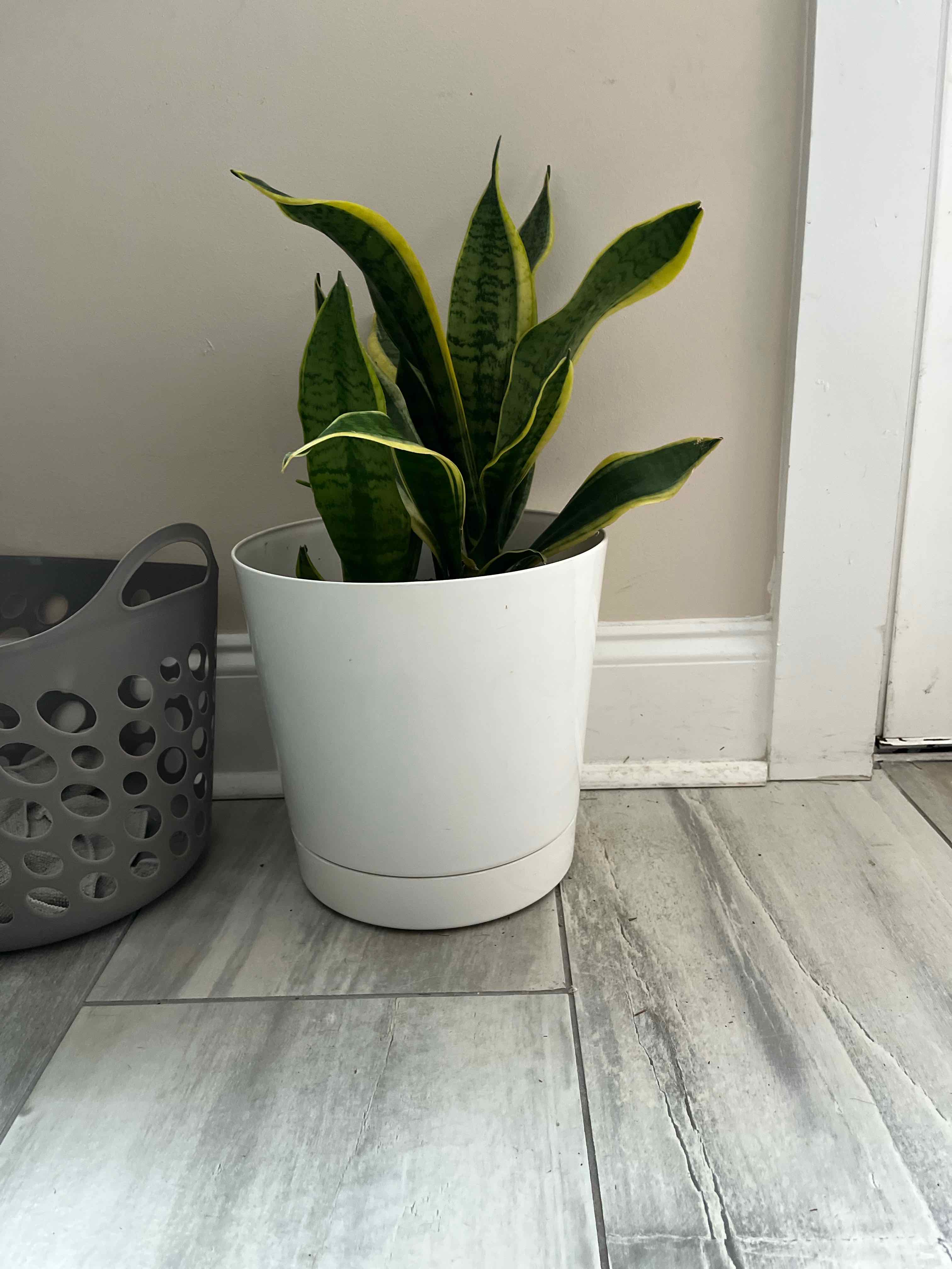 Snake Plant plant photo by @MisfitYogiMom named Sansevieria Trifasciata Laurentii on Greg, the plant care app.