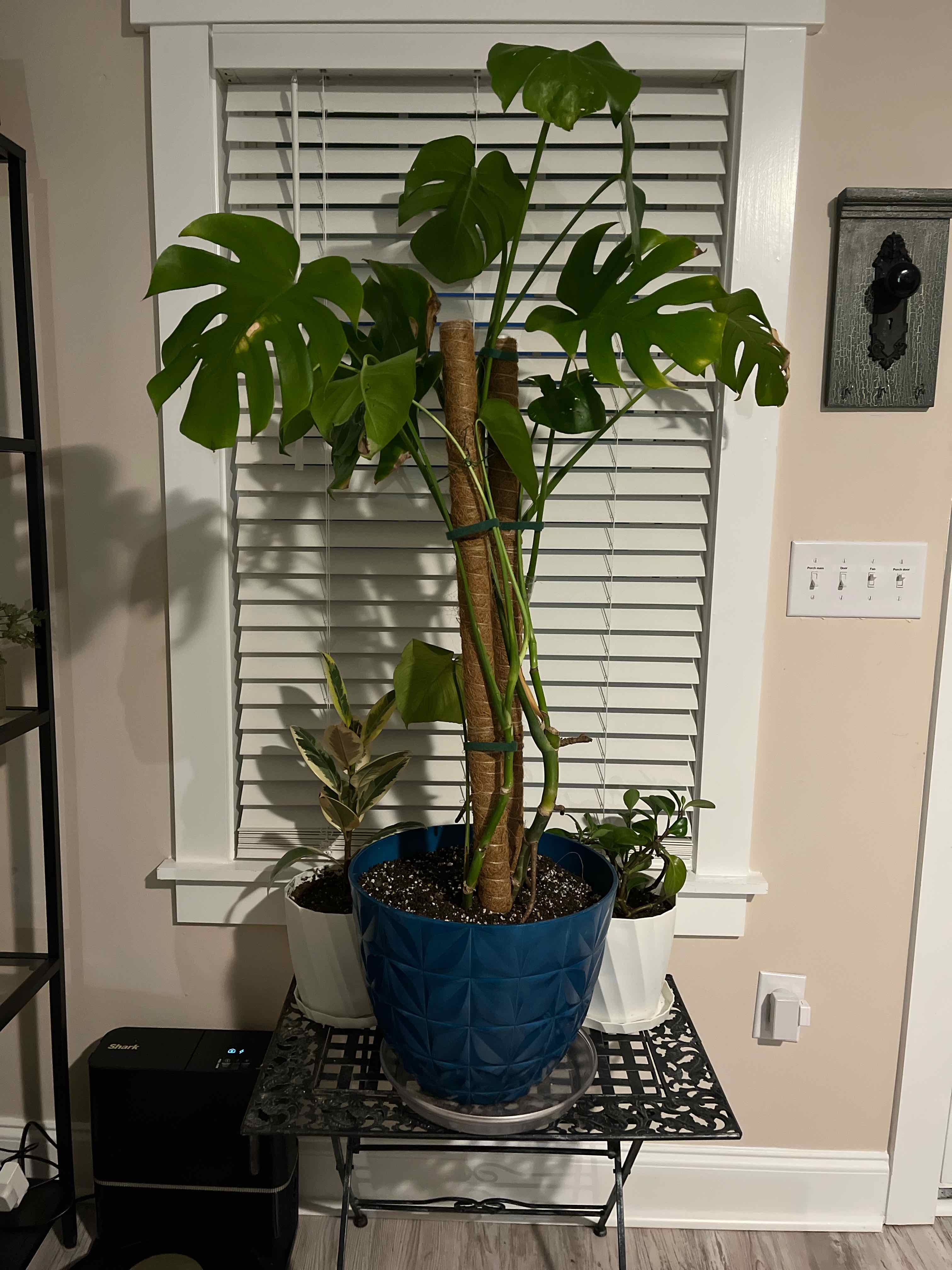 Monstera plant photo by @MisfitYogiMom named Monstera Deliciosa on Greg, the plant care app.
