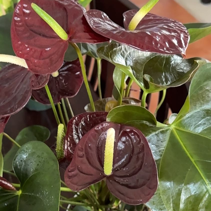Photo of the plant species Black Anthurium by @Nellybelly named Leonardo on Greg, the plant care app