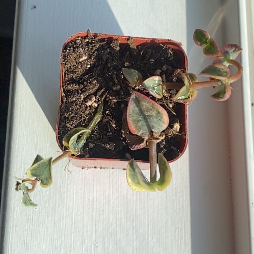Photo of the plant species Variegated 'Isabella' by @OodlesSandsedge named Isabella on Greg, the plant care app
