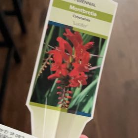 Photo of the plant species Crocosmia 'Prince of Orange' by @BeauteousSquash named Miley on Greg, the plant care app