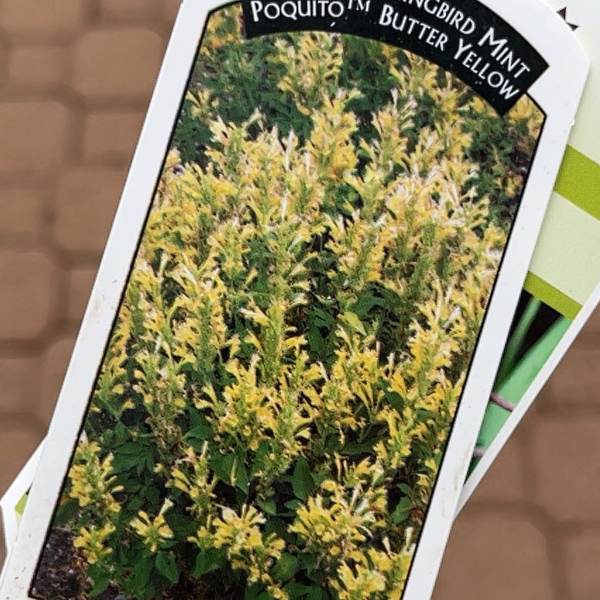Photo of the plant species Hummingbird Mint by @BeauteousSquash named Stella on Greg, the plant care app