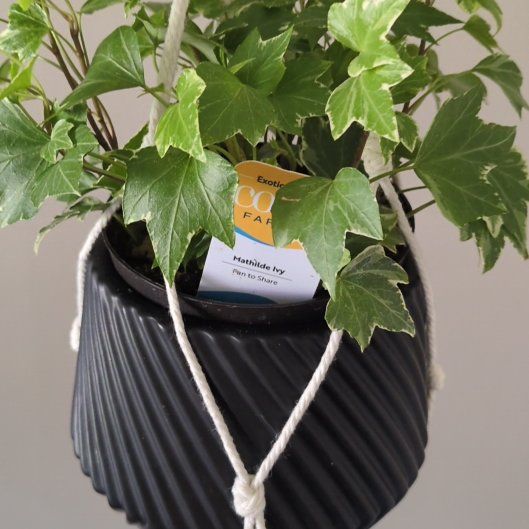 Photo of the plant species English Ivy variegated by @TopSmithscress named Darwin on Greg, the plant care app