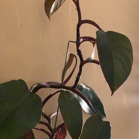 Photo of the plant species Philodendron 'Burgundy' by @JuicyMudpuppy named Elina on Greg, the plant care app