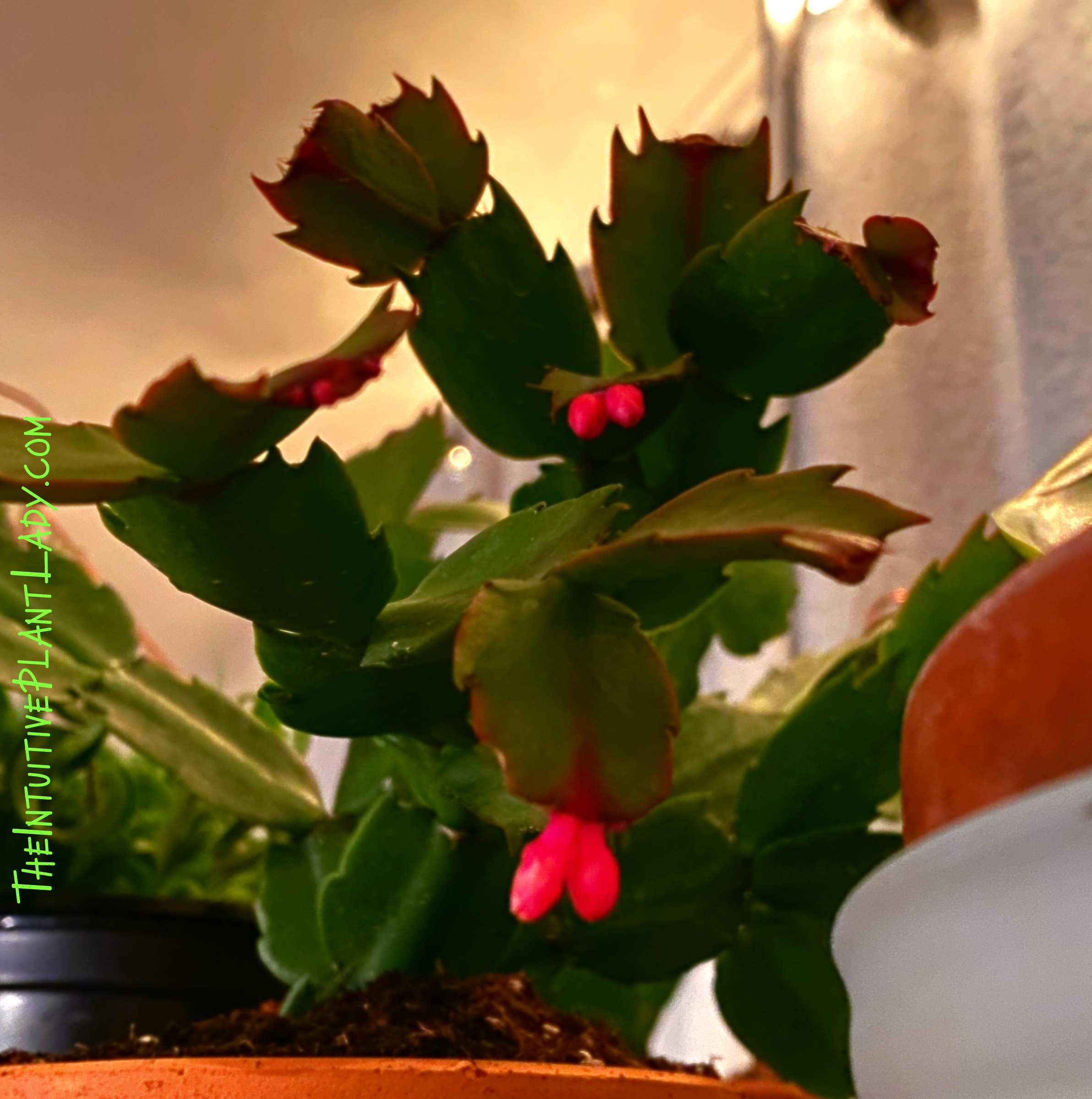 Photo of the plant species Assorted Schlumbergera by @AngelCowgirl named Rudolph on Greg, the plant care app